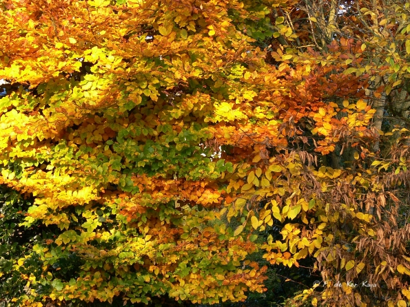 Chant d'automne 2012 (9)